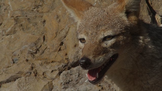Watch Beach Jackals Online