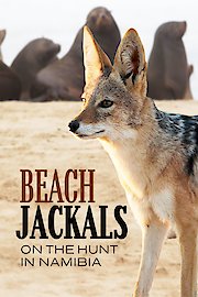 Beach Jackals poster