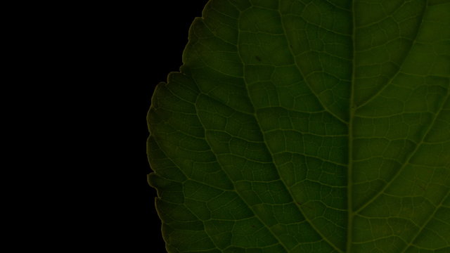 Watch Salvia Divinorum: A Western Approach Online