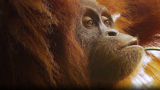 Watch The Last Orangutan Eden Online