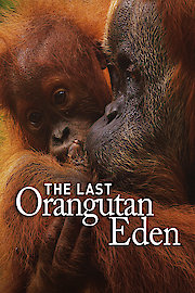 The Last Orangutan Eden