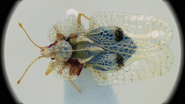 Watch Insecticides: A License to Kill Online