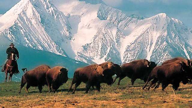 Watch Rounding Up Buffalo Online