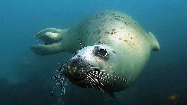Watch Home of the Seals Online