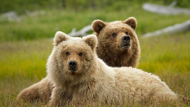 Watch Disneynature Bears res Online