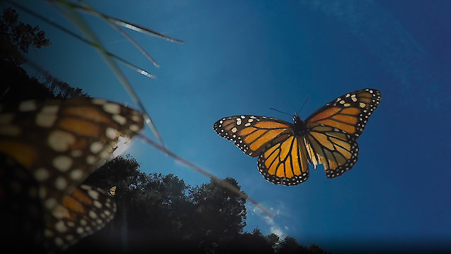 Watch Butterfly Blueprints Online