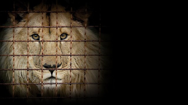 Watch Checkpoint Zoo Online