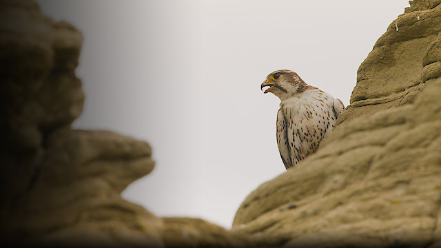 Watch Grasslands: North America's Hidden Wilderness Online