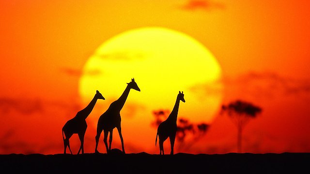 Watch Incredible Creatures That Defy Evolution I Online