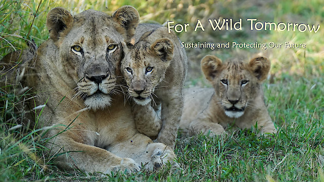 Watch For A Wild Tomorrow Online