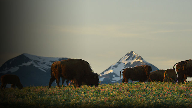 Watch Bring Them Home Online