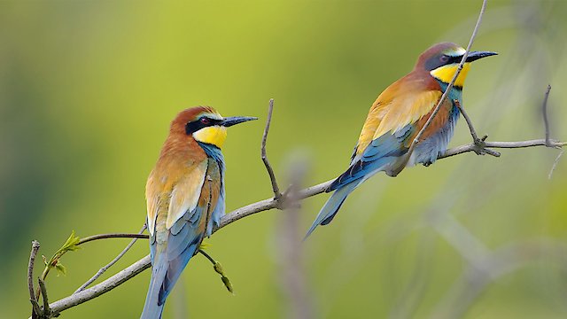 Watch Birds of the Lakes Return Online