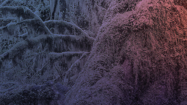 Watch Hoh Rainforest Online