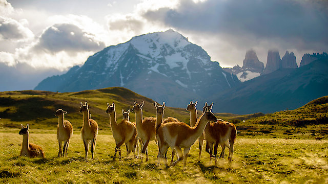 Watch Epic Animal Migrations: Patagonia Online