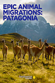 Epic Animal Migrations: Patagonia