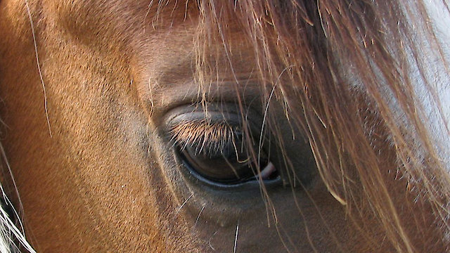 Watch Herd Of Two: First Time Horse First Time Owner Online
