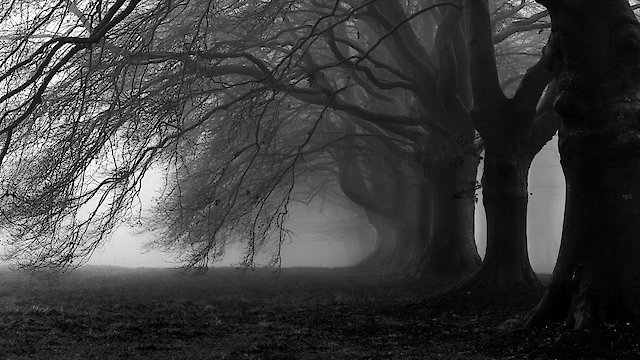 Watch Polygamy Gone Wrong Online