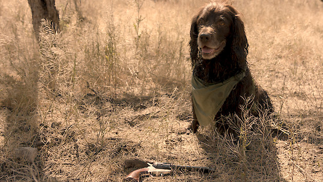 Watch The Adventures of Bandit and Wild Wes Online