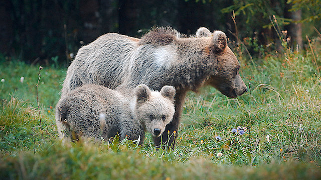 Watch Wild Slovenia Online