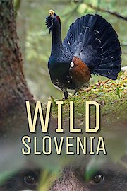 Wild Slovenia poster