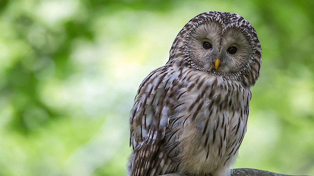 Watch Fearless Queen of the Night Online