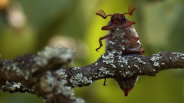 Watch Carousel of Life Online