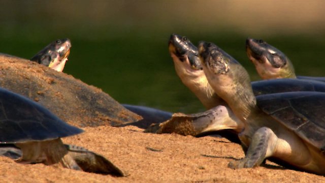 Watch Rivers Lifeblood Online