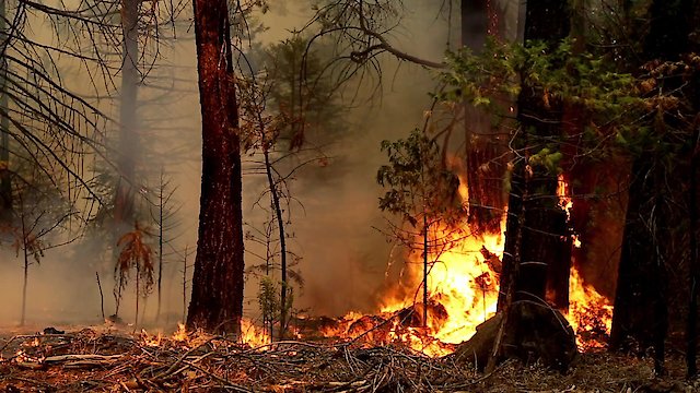 Watch Seasons of the Forest Online