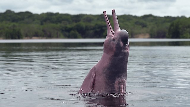 Watch The Mystery of the Pink Dolphin Online