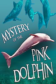 The Mystery of the Pink Dolphin
