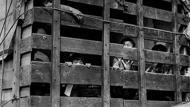 Watch Betrayed Surviving an American Concentration Camp Online