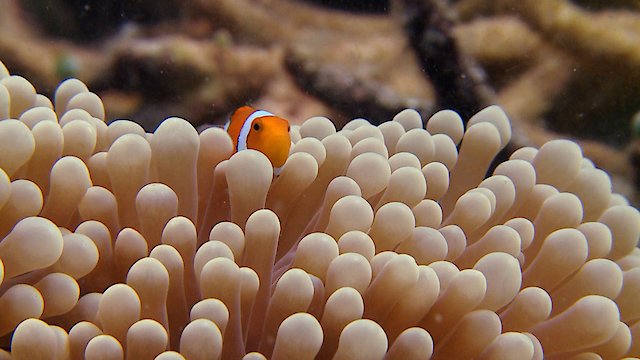 Watch Filmstar Fish Online