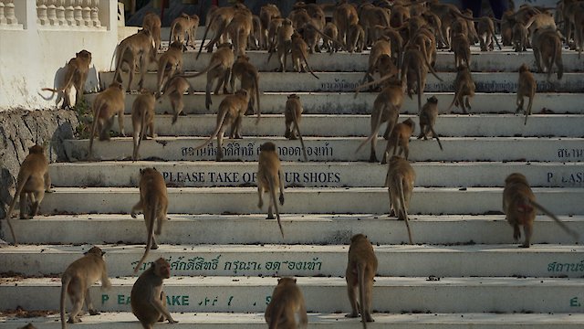 Watch Monkey REvolution Online