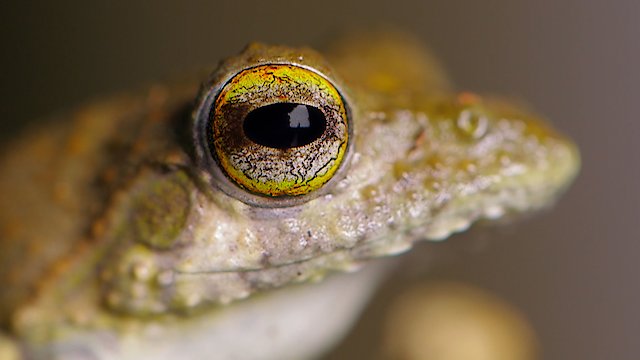 Watch The Secret Life of Frogs Online