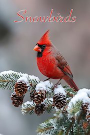 Snowbirds