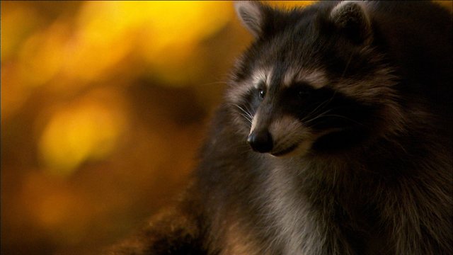 Watch Raccoon The German Invasion Online