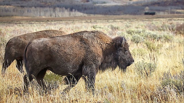 Watch Return of the Buffalo Restoring the Great American Prairie Online