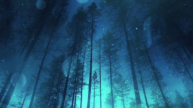 Watch Zen Sleep Inducers: Enchanted Forest Odyssey Online