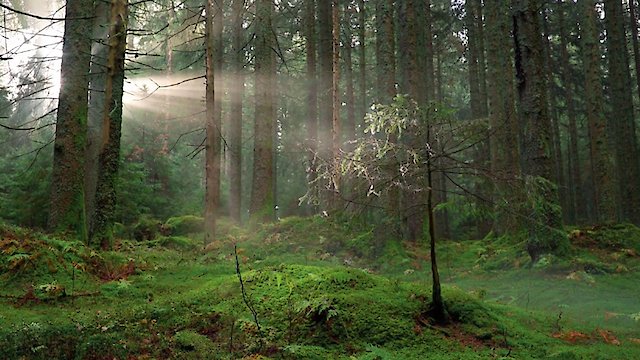 Watch Zen Nature: Tiny Crickets in a Forest Online