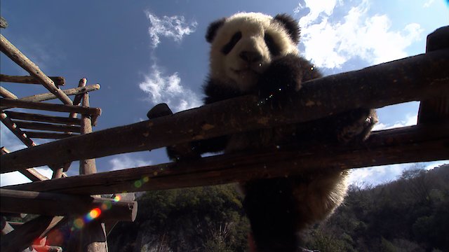 Watch Panda Nursery Online