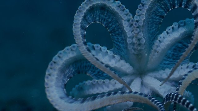 Watch Cephalopods Conquest of the Seas Online