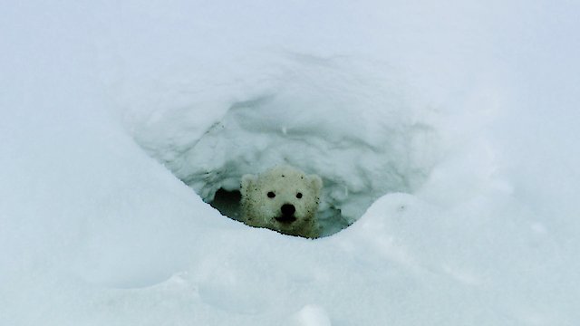 Watch Polar Bears Online