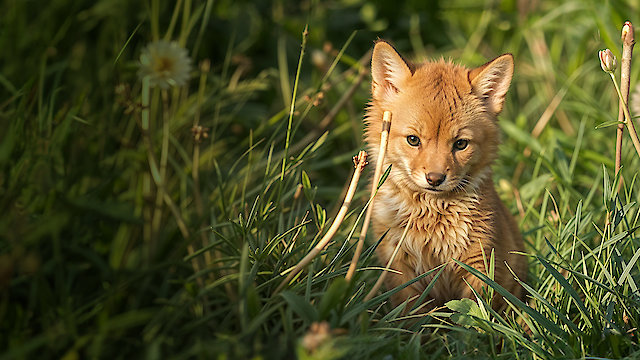 Watch The Meadow Paradise Lost? Online