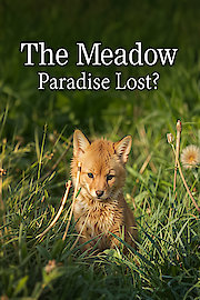 The Meadow Paradise Lost? poster