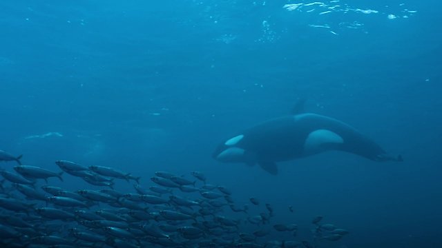 Watch Migrations: The Big Swim Online