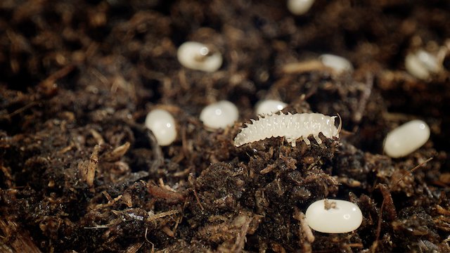 Watch Banquet of the Beasts Online