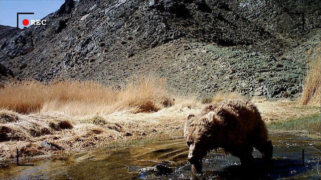 Watch Tracing the Gobi Bear Online