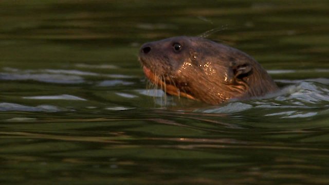 Watch Seasons of the Otter Online