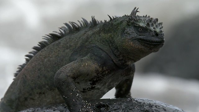 Watch Coasts: Rolling with the Waves Online