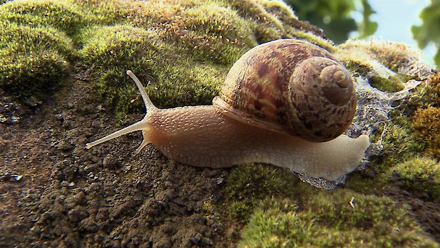 Watch Time Flies Online